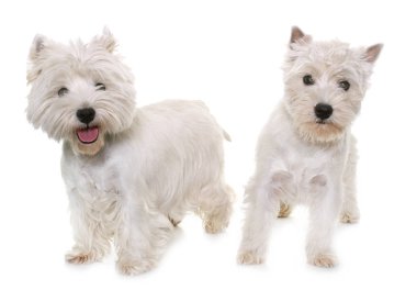 two west highland white terrier clipart