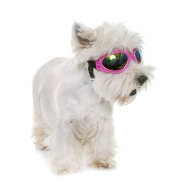 Batı Highland Beyaz Teriyeri