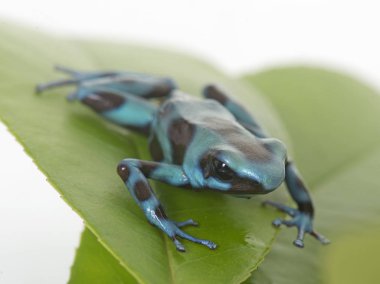 Dendrobates hava celeste