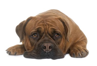 Dogue De Bordeaux