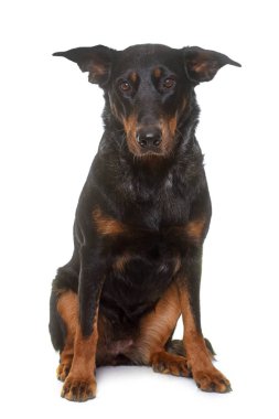 beauceron Studio