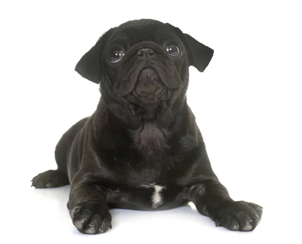 Cachorro pug preto — Fotografia de Stock