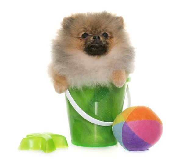 Cachorro perro pomerania — Foto de Stock