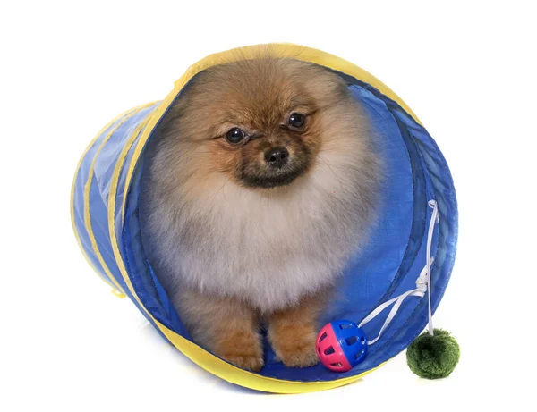 Cachorro perro pomerania en túnel —  Fotos de Stock