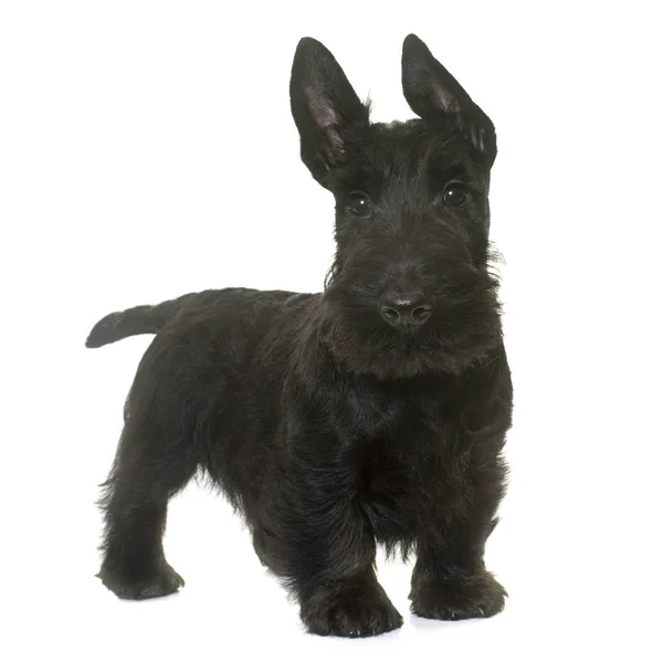 Welpe Schottischer Terrier — Stockfoto