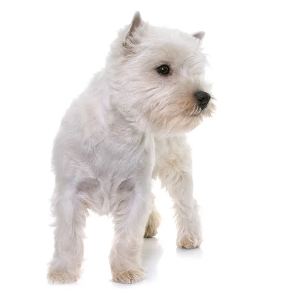 Szczeniak west highland white terrier — Zdjęcie stockowe