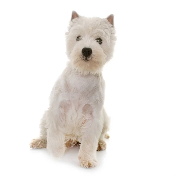 Puppy west highland white terriër — Stockfoto