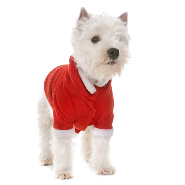服を着て子犬ウエストハイランド ホワイト テリア — ストック写真