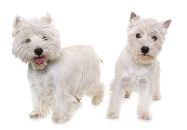 Dwa west highland white terrier — Zdjęcie stockowe