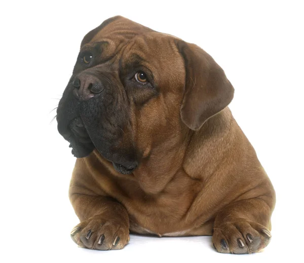 Dogue De Bordeaux — Stock fotografie