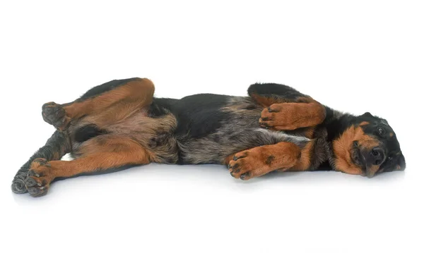 Young beauceron in studio — Stock Photo, Image