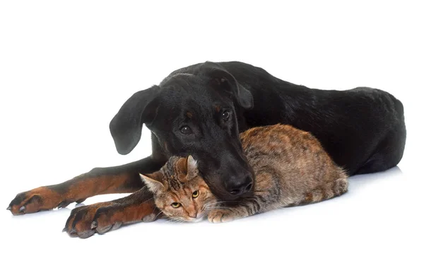 Jonge beauceron en kat in studio — Stockfoto