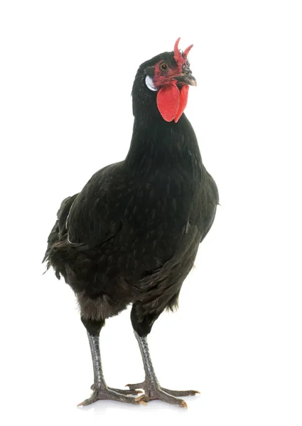 La Flèche kurczaka — Zdjęcie stockowe
