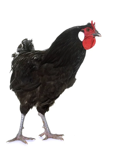 La fleche kyckling — Stockfoto