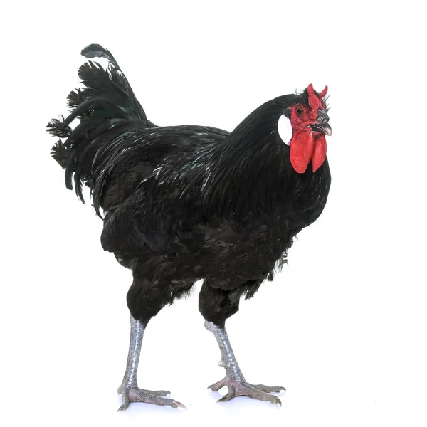 La Fleche chicken — Stock Photo, Image