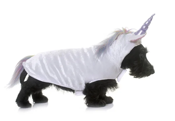 Unicorn puppy scottish terrier Stock Photo