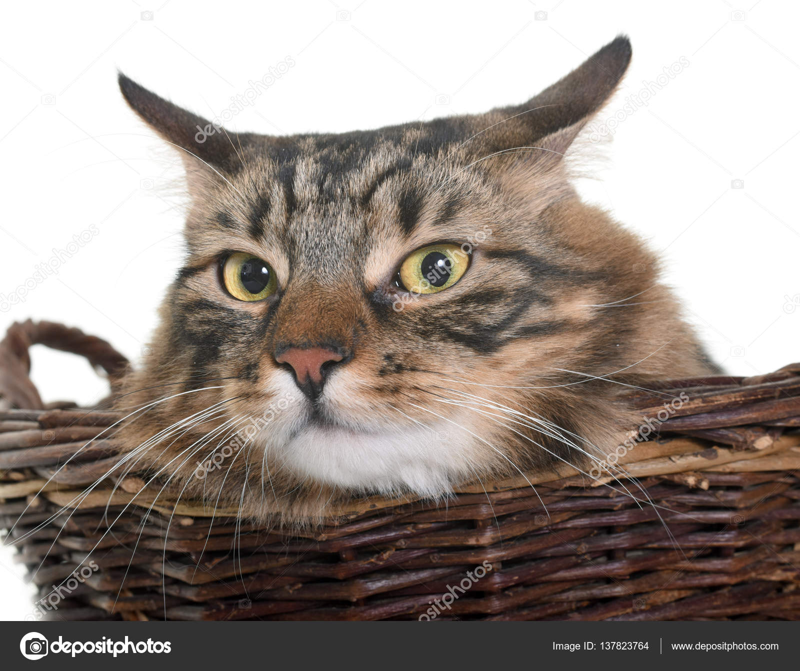 panier chat maine coon