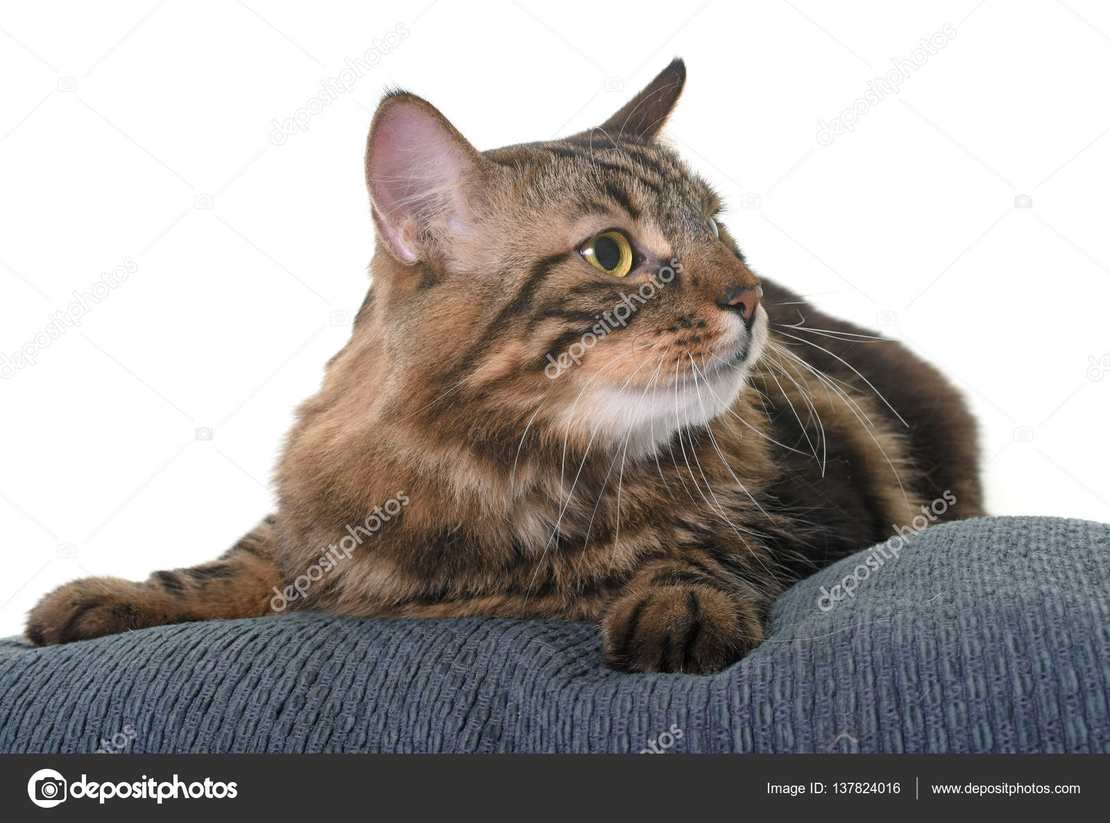 Maine Coon Cat Stock Photo C Cynoclub 137824016