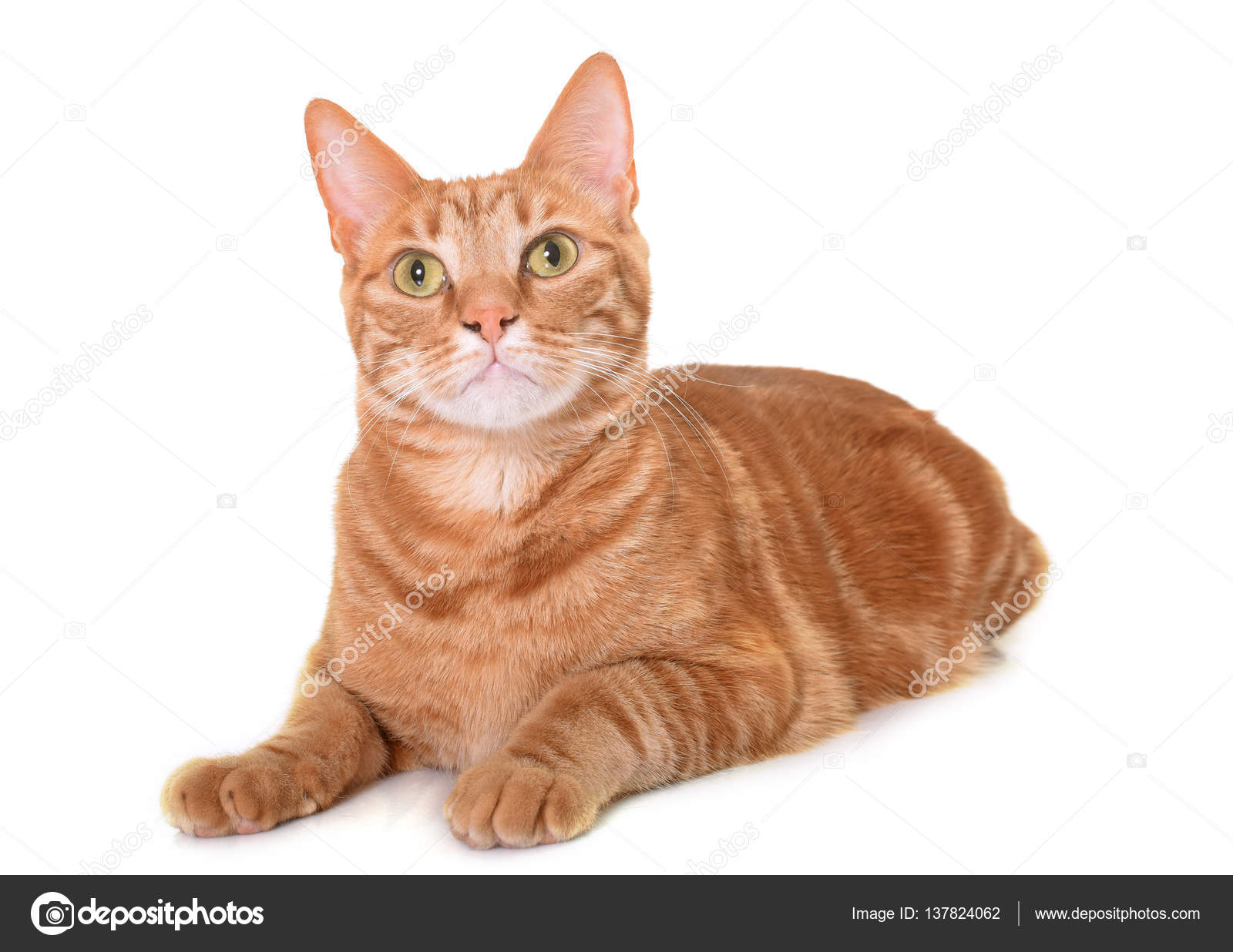 Cat white background Stock Photos, Royalty Free Cat white background Images  | Depositphotos