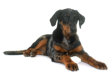 Genç beauceron Studio