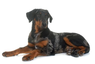 Genç beauceron Studio