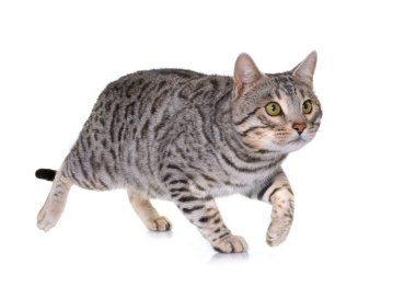 Bengal kedi Studio