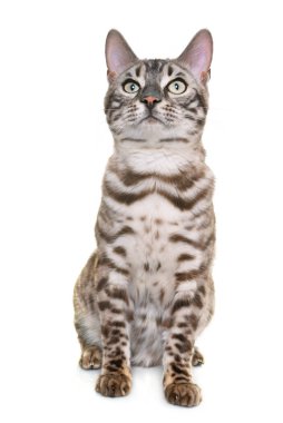 Bengal kedi Studio