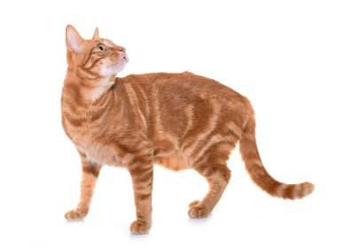 Studio zencefil kedi
