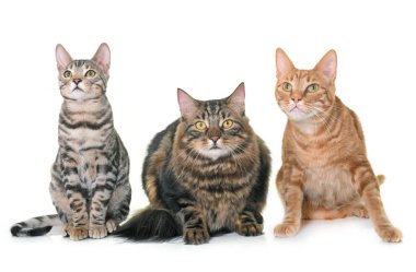 Studio üç kedi