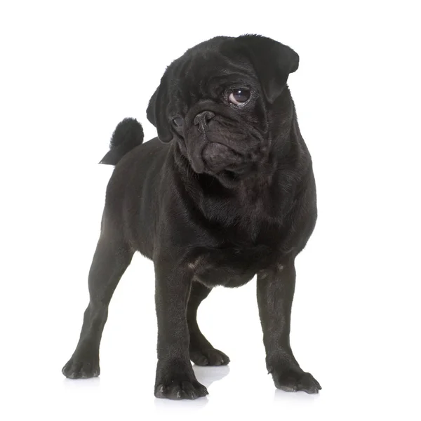 Pug puppy zwart — Stockfoto