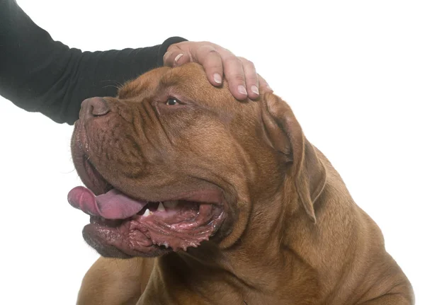 Acariciando dogue de Bordeaux — Foto de Stock