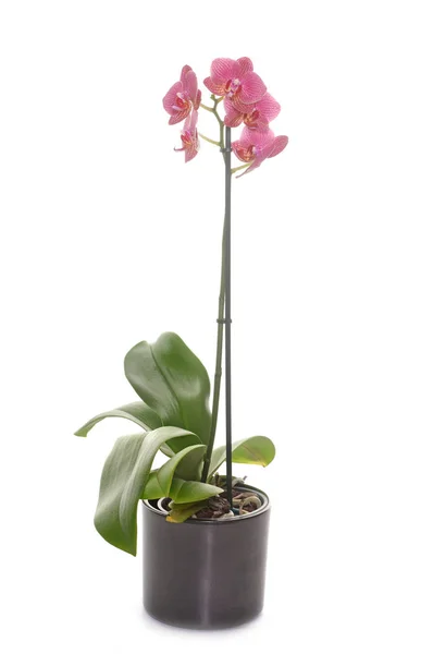 Orchid in studio — Stock Photo, Image