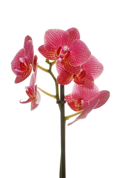 Orchidee in studio — Stockfoto