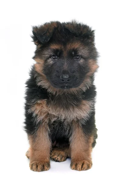 Puppy german shepherd — Stock Photo, Image