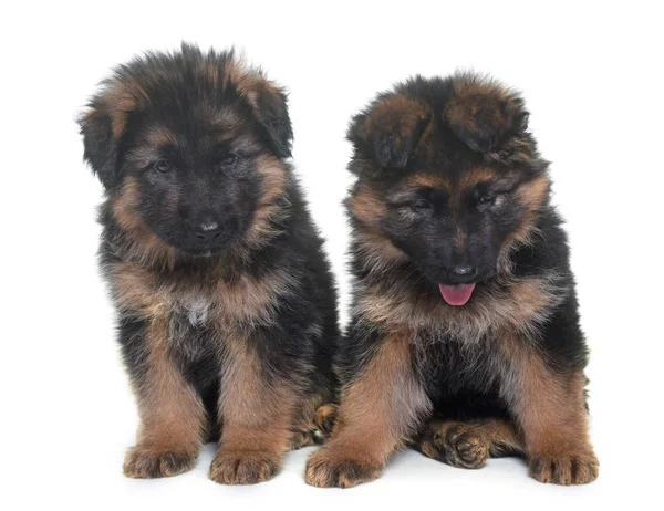 Puppies Duitse herder — Stockfoto