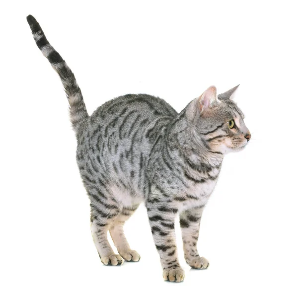 Bengal cat in studio — Stock Photo, Image