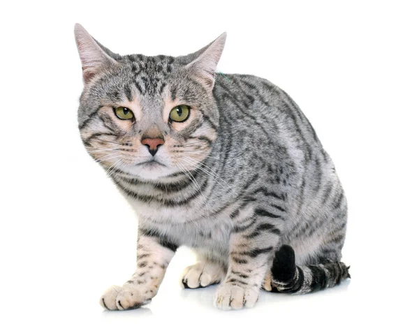 Bengal cat in studio — Stock Photo, Image