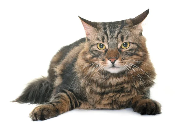 Maine coon cat — Stock Photo, Image