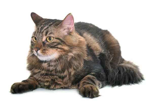 Maine kocur kot — Zdjęcie stockowe