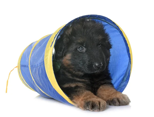 Cachorro pastor alemán en túnel —  Fotos de Stock