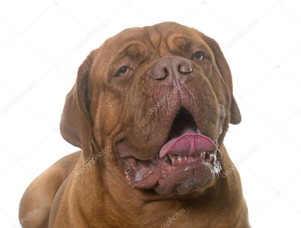 dogue de Bordeaux