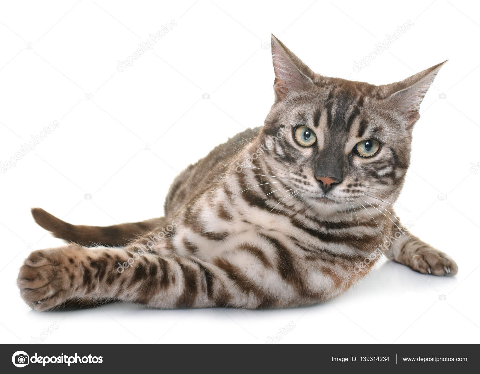Bengal cat in studio — Stock Photo © cynoclub #139314234