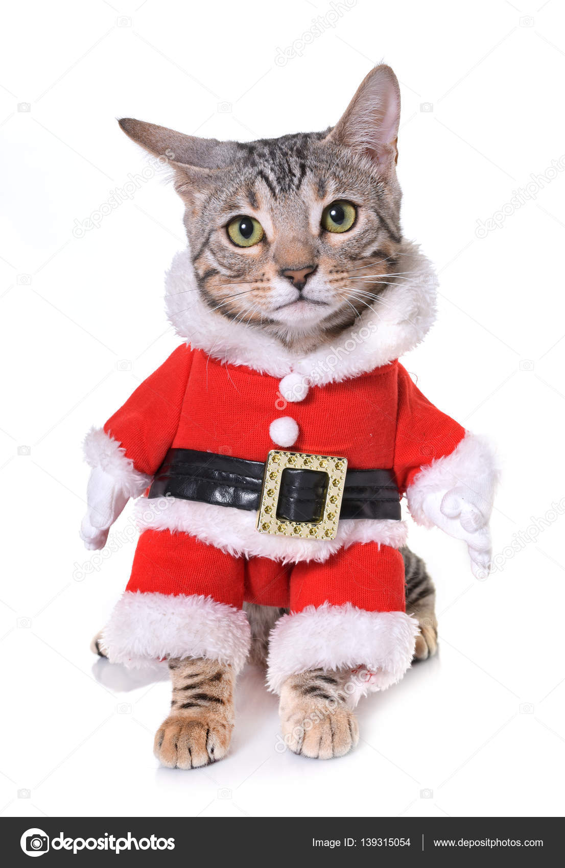 Santa Claus Avec Casquette Rouge Chaton Et Chat Photographie Cynoclub C