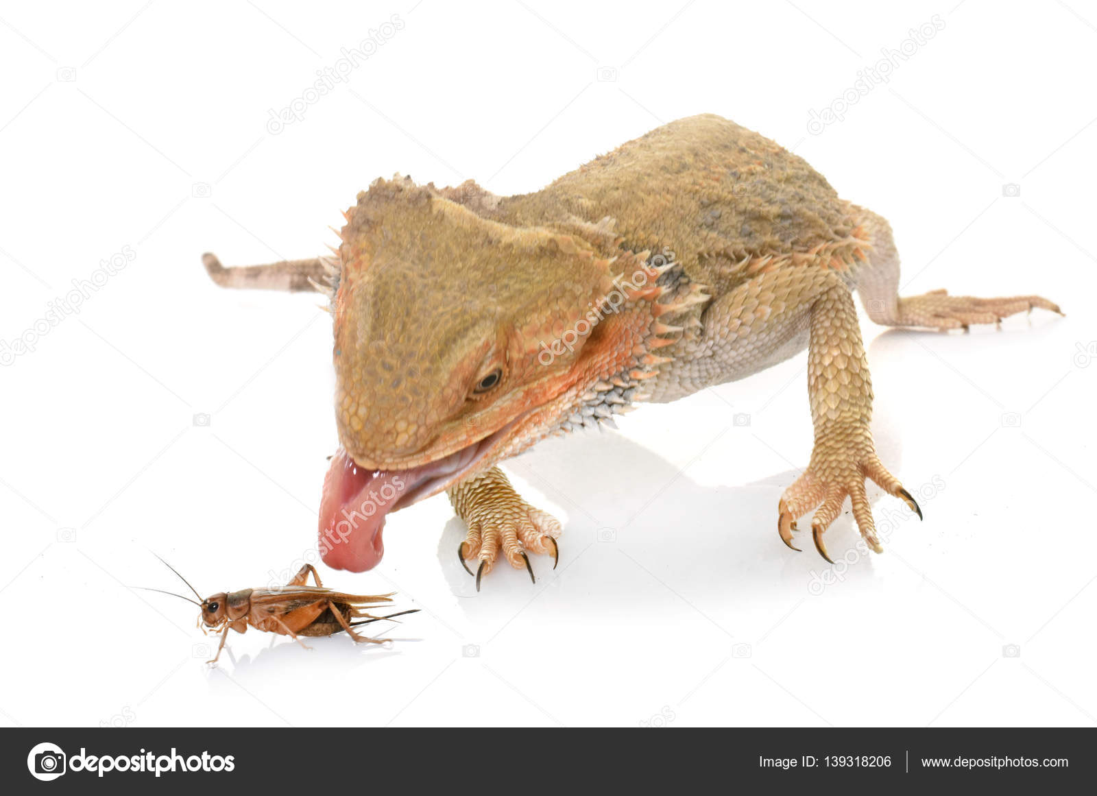 Bearded dragons eating cricket Stock Photo by 139318206