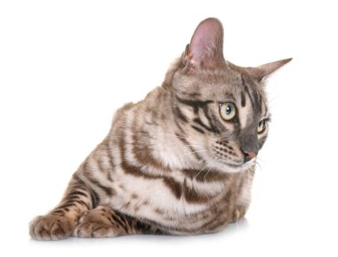 Bengal kedi Studio