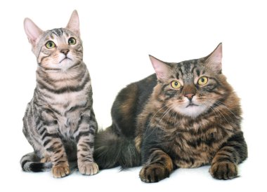 Maine coon kedi ve bengal yavru kedi