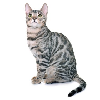 Bengal yavru kedi Studio