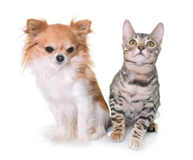 Bengal yavru kedi ve chihuahua