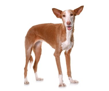 podenco ibicenco Studio