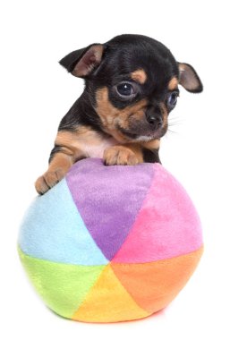 köpek chihuahua Studio